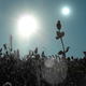 Image for article titled Worlds orbiting red dwarf stars may have black forests